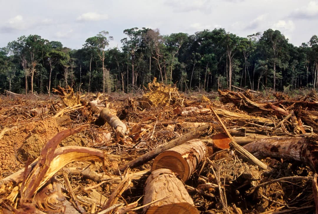 Lot & Land Clearing