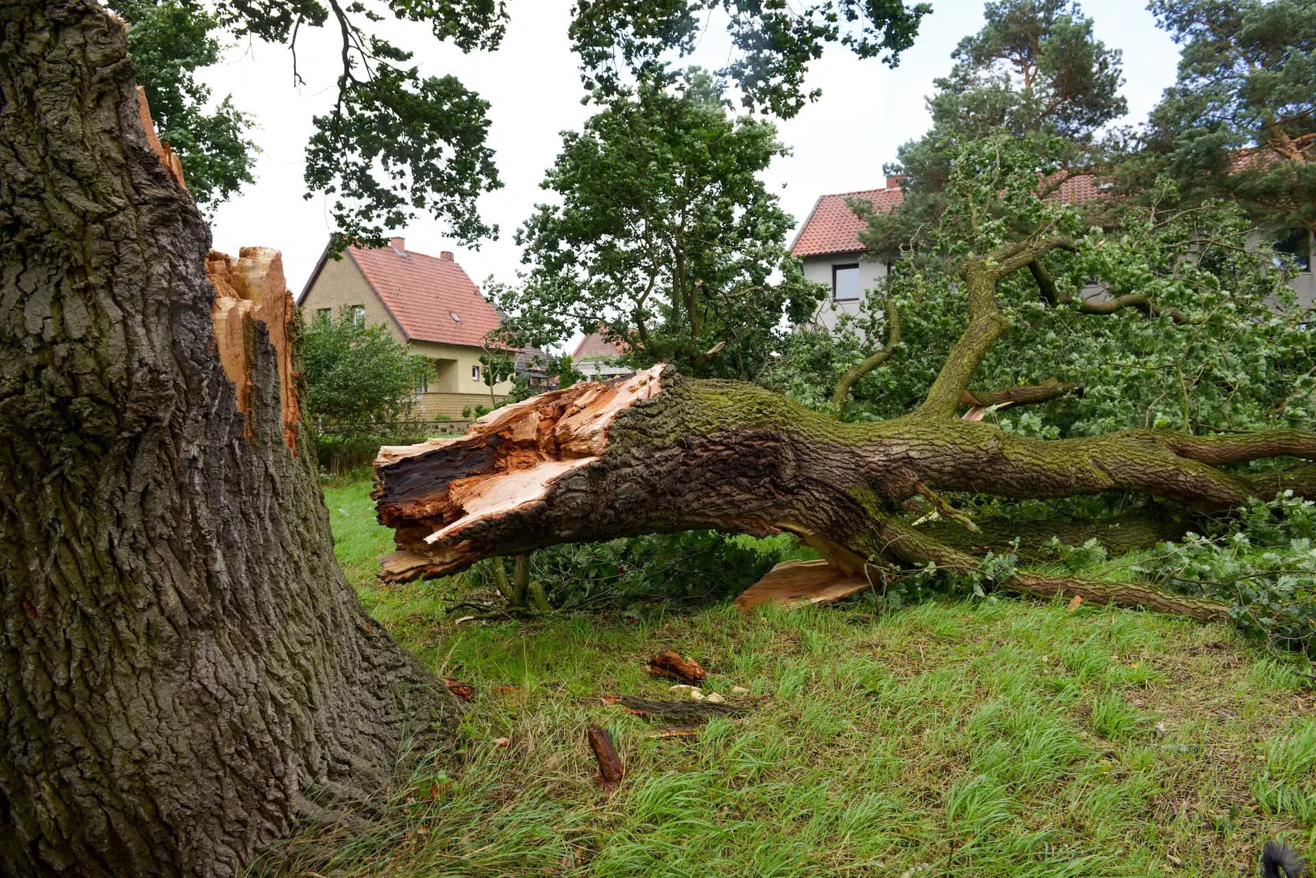 Storm damage tree cleanup in Hendersonville NC