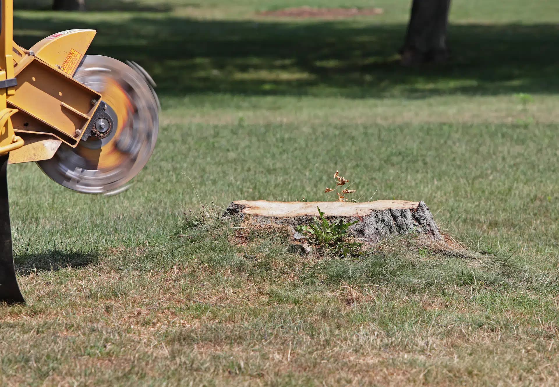 Stump grinding service in Western North Carolina