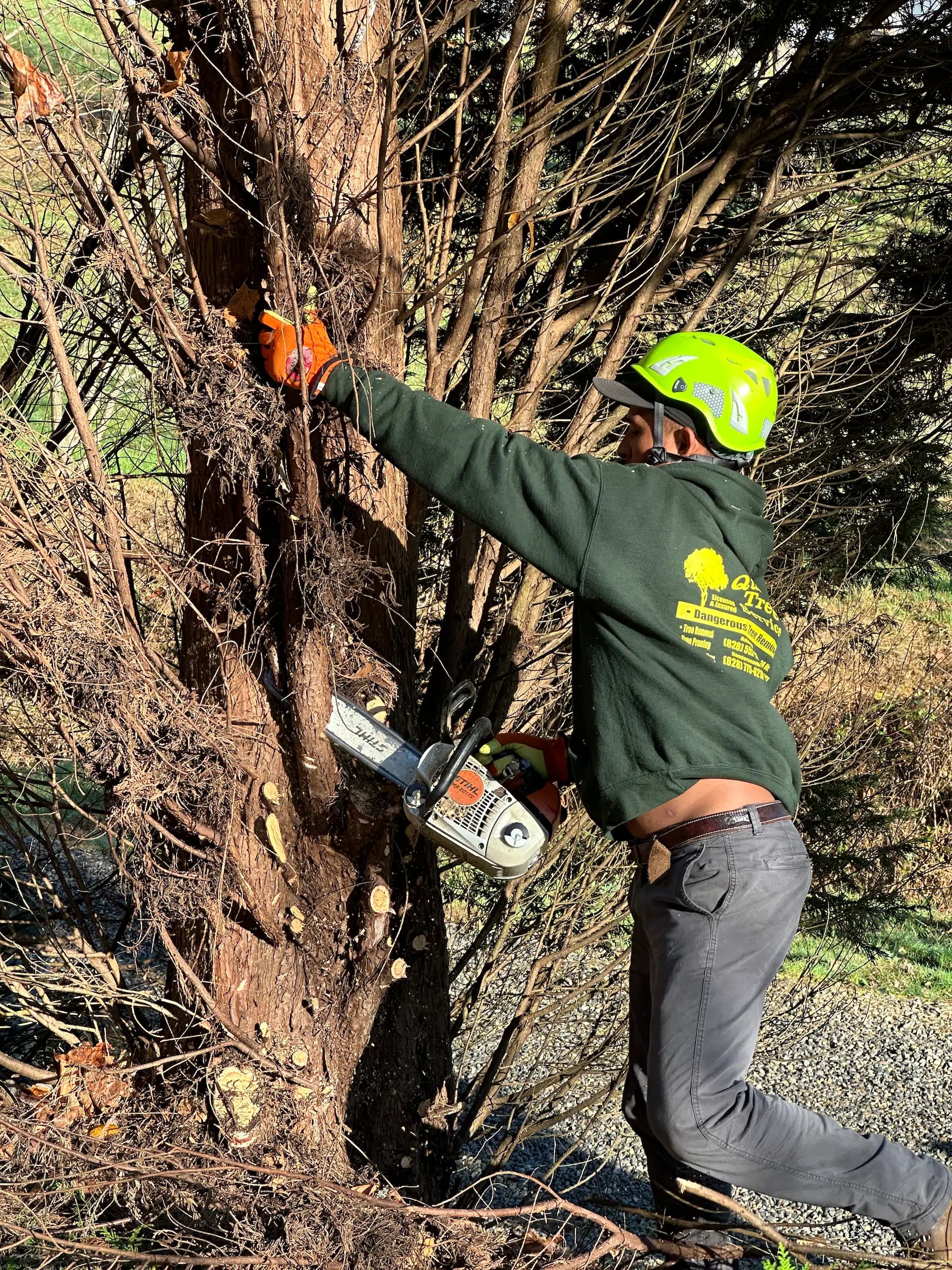 Tree removal crew working on a large tree in Asheville NC