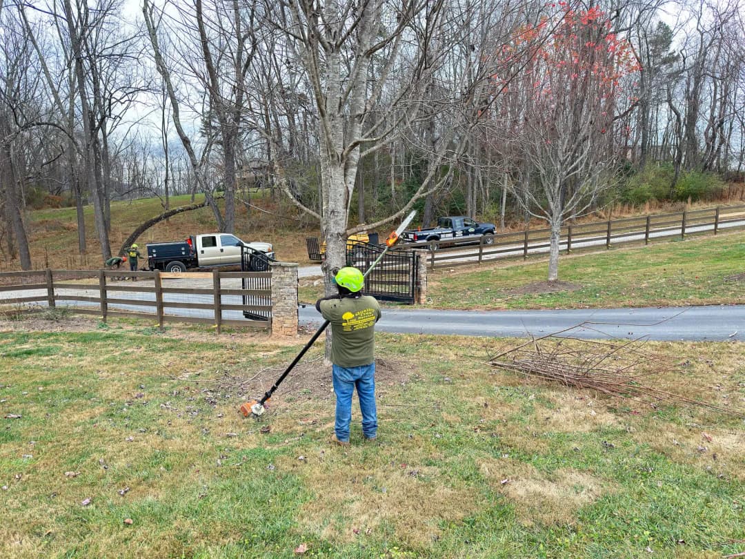 Tree Trimming & Pruning