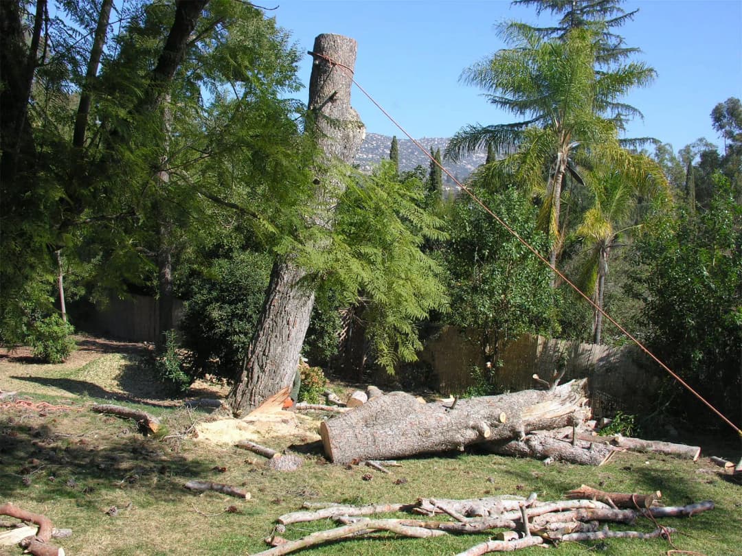 Tree Removal