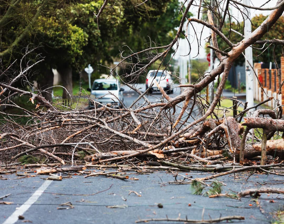 Emergency Tree Service